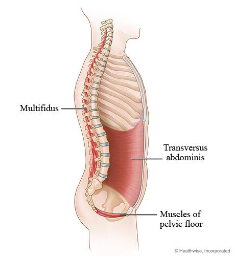 Anatomie muscles abdominaux : transverse, obliques, grand droit